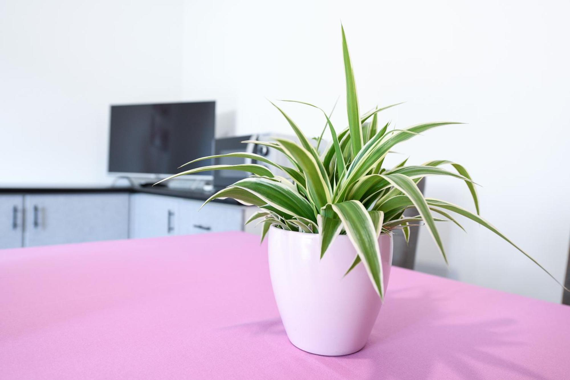 דסנזאנו דל גארדה Breeze Apartment מראה חיצוני תמונה